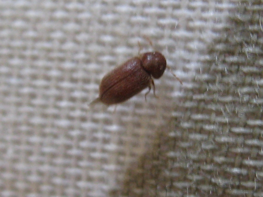🔔 Tiny Tan Beetles In House | Tiny House shelwar 485774759